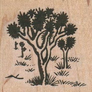 Joshua Trees 1 3/4 x 1 3/4-0