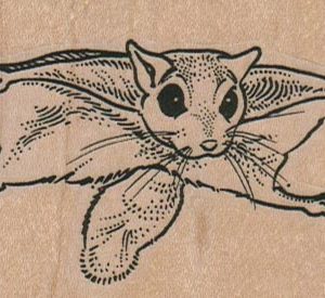 Sugar Glider Front 3 1/4 x 2-0