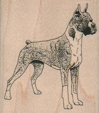 Boxer Dog 2 1/4 x 2 1/2