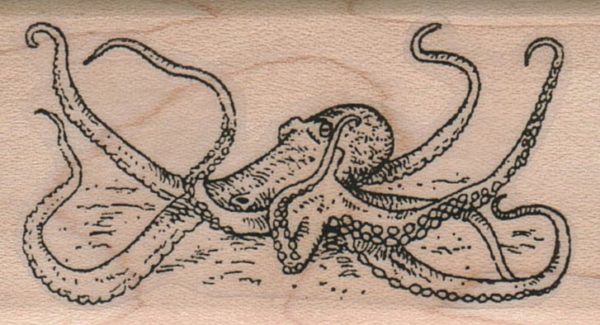 Octopus Squid 1 1/2 x 2 1/2-0