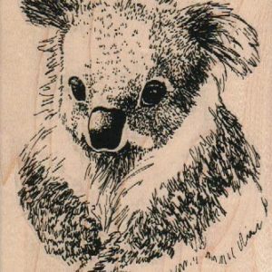 Koala Bear/Lg 3 1/2 x 4 1/2-0