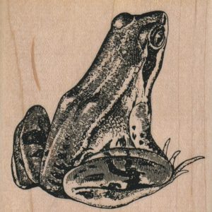 Frog 3 x 3-0