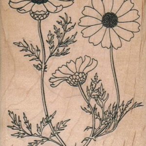 Daisies 2 3/4 x 3 1/2-0