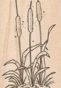 CatTails Large 2 x 3 1/2-0