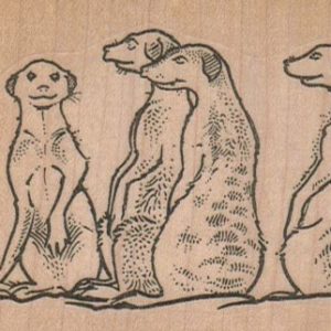 MeerCat Quartet 3 1/2 x 2 1/4-0