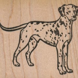 Dalmatian Dog Standing 3 x 2 1/2-0