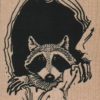 Raccoon Peeking Out Of Hole 2 1/4 x 2 1/2-19149