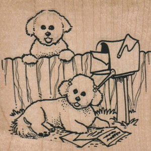 Bichons Reading Mail 3 1/4 x 3-0