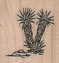 Yucca (Small) 1 1/2 x 1 1/2-0