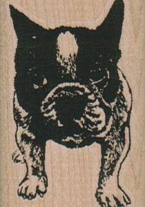 Boston Terrier Dog 1 1/2 x 2 1/4-0