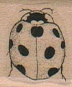 Ladybug/Large 1 x 3/4