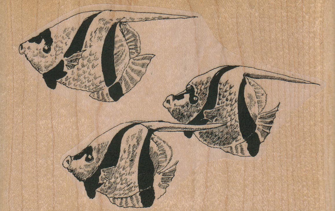 Fish Trio 4 x 2 1/2