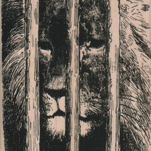 Lion Behind Bars 3 1/2 x 5-0