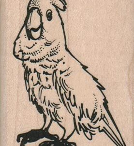 Talking Bird 2 x 2 1/2-0