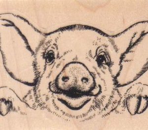 Pig Peering 3 1/2 x 2 1/4-0