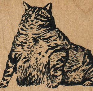 Fat Cat 2 1/2 x 2-0