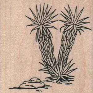 Yucca Large 2 1/2 x 2 1/2-0