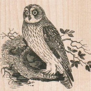 Owl 3 1/2 x 3-0