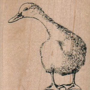 Curious Duck 2 1/4 x 2 1/2-0