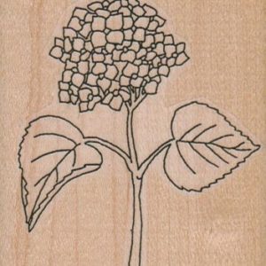 Hydrangea 2 1/2 x 2 3/4-0