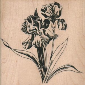 Irises 4 1/4 x 4 1/4-0