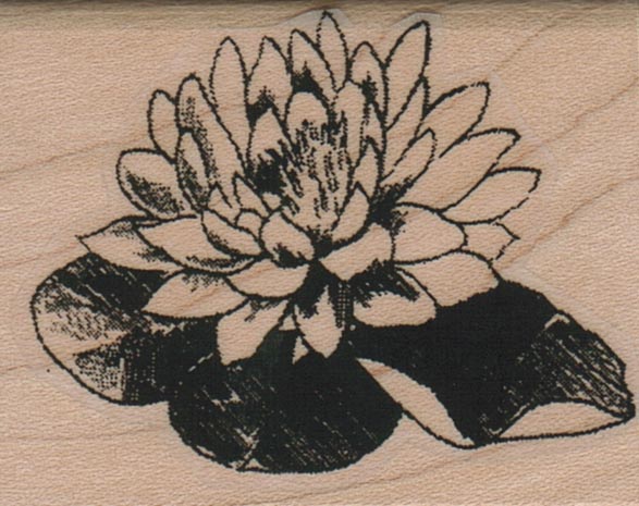 Water Lily Single 1 3/4 x 2