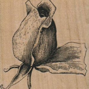 Rosebud 2 1/2 x 2 3/4-0