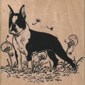 Boston Terrier in Dandelions 4 x 4-0