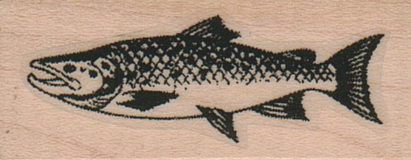 Cohoe Salmon 1 x 2