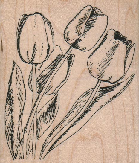 Four Tulips 3 1/4 x 3 3/4