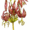 Day Lilies 2 1/2 x 3-23525