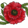 Poppy 2 1/2 x 2 3/4-23524