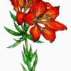 Western Lily 2 1/4 x 3-23531