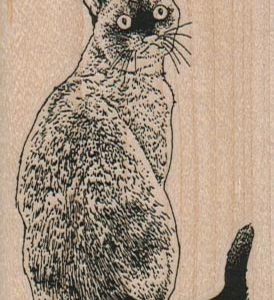 Cat Looking Back 2 x 3-0