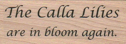 The Calla Lilies 1 1/4 x 3