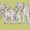 Elephant Family 4 x 2 3/4-24907
