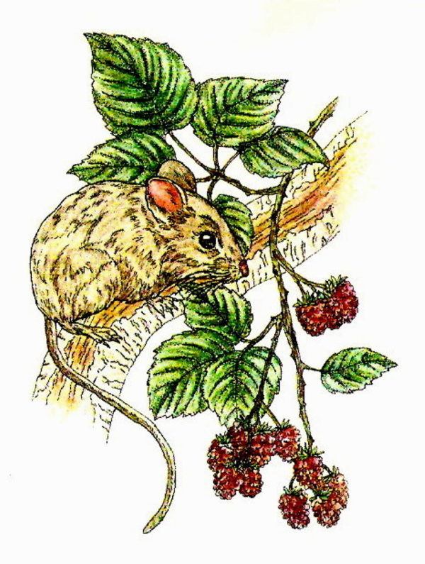 Mouse And Berries 2 1/4 x 3-24880