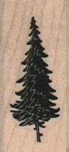 Fir Tree 3/4 x 1 1/2