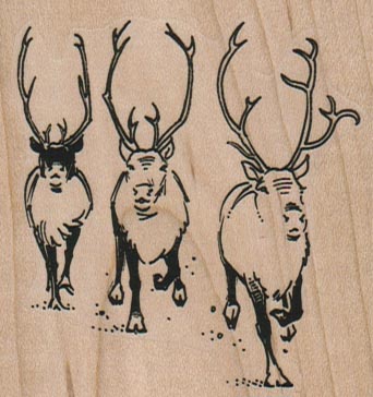 Caribou Trio 2 1/2 x 2 1/2