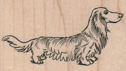 LongHaired Dachshund 3 x 1 3/4