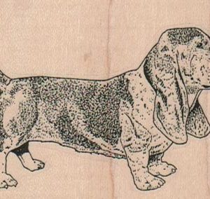 Basset Hound 3 x 2-0