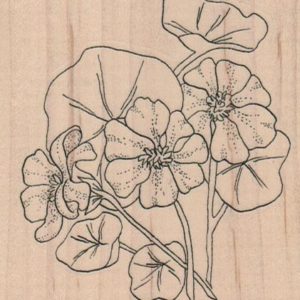 Nasturtiums 3 x 3 1/4-0