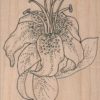 Tiger Lily 3 3/4 x 5-0