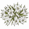 Lilies 3 1/2 x 4 3/4-24876