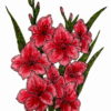 Gladiolas 2 1/2 x 3 1/2-24435