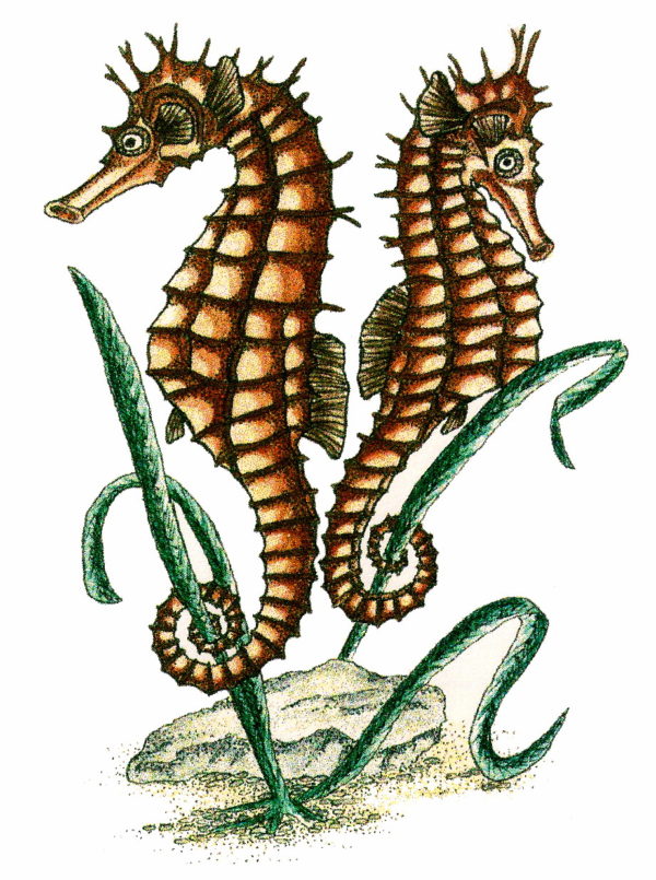 Seahorses Facing Away 2 3/4 x 3 3/4-24859