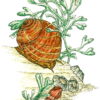 Sea Snail 3 x 3 3/4-24861