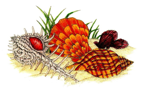 Sea Shell Scene 3 3/4 x 5 1/2-24874