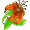 Tiger Lily 3 3/4 x 5-24868