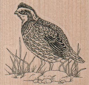 BobWhite Quail 2 1/4 x 2